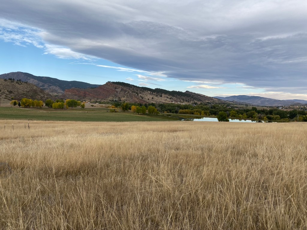 Grassland in Loveland, CO.