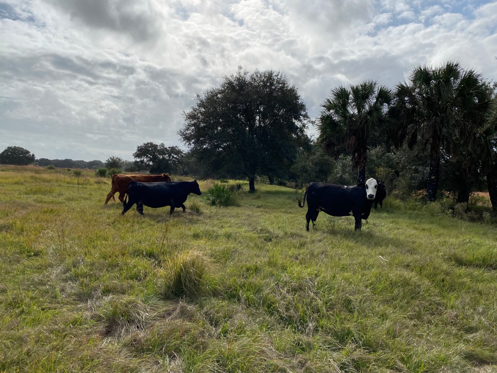Three beef cows grazing in a pasture.