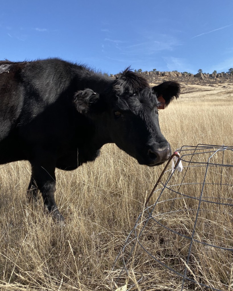 Angus cow sniffing a grazing exclosure.