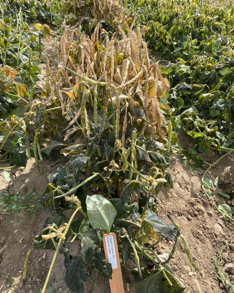 Pulse crop in a variety trial.