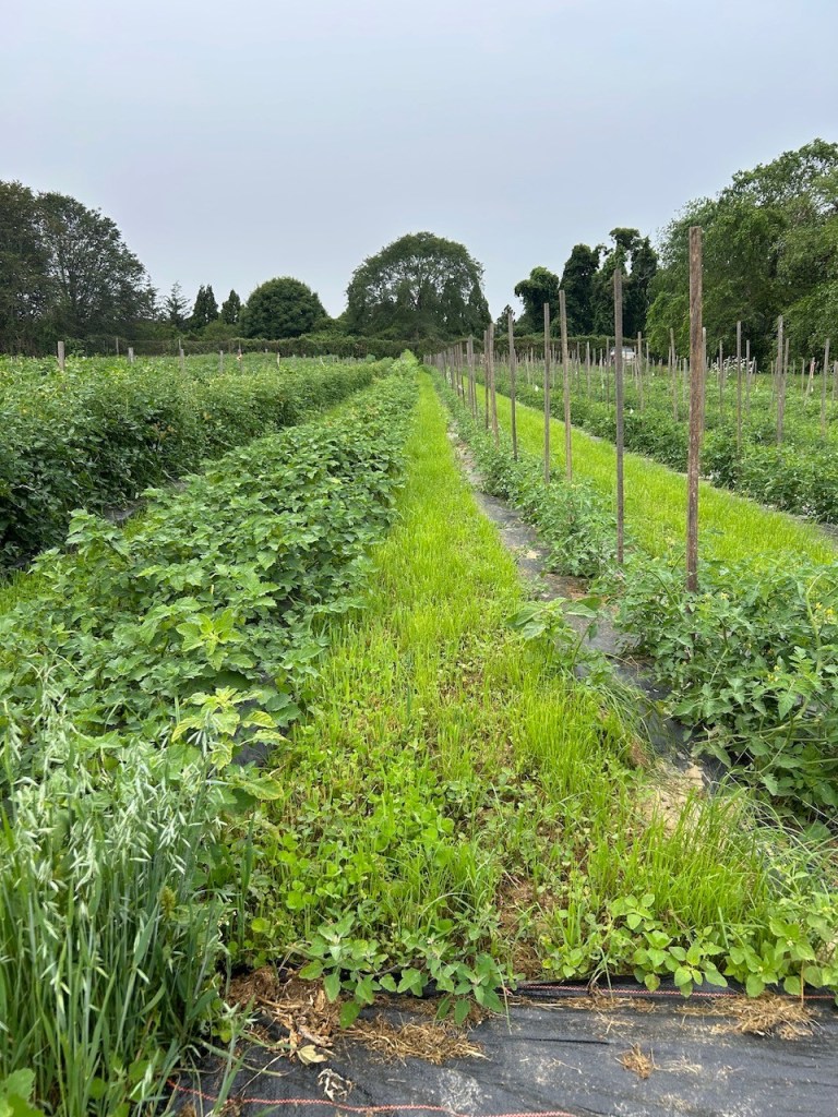 Diverse vegetable field in Amagansett, NY.