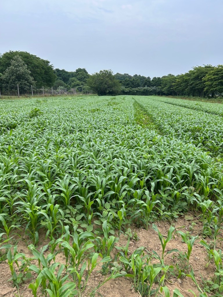 Sorghum-sudangrass cover crop in Amagansett, NY.