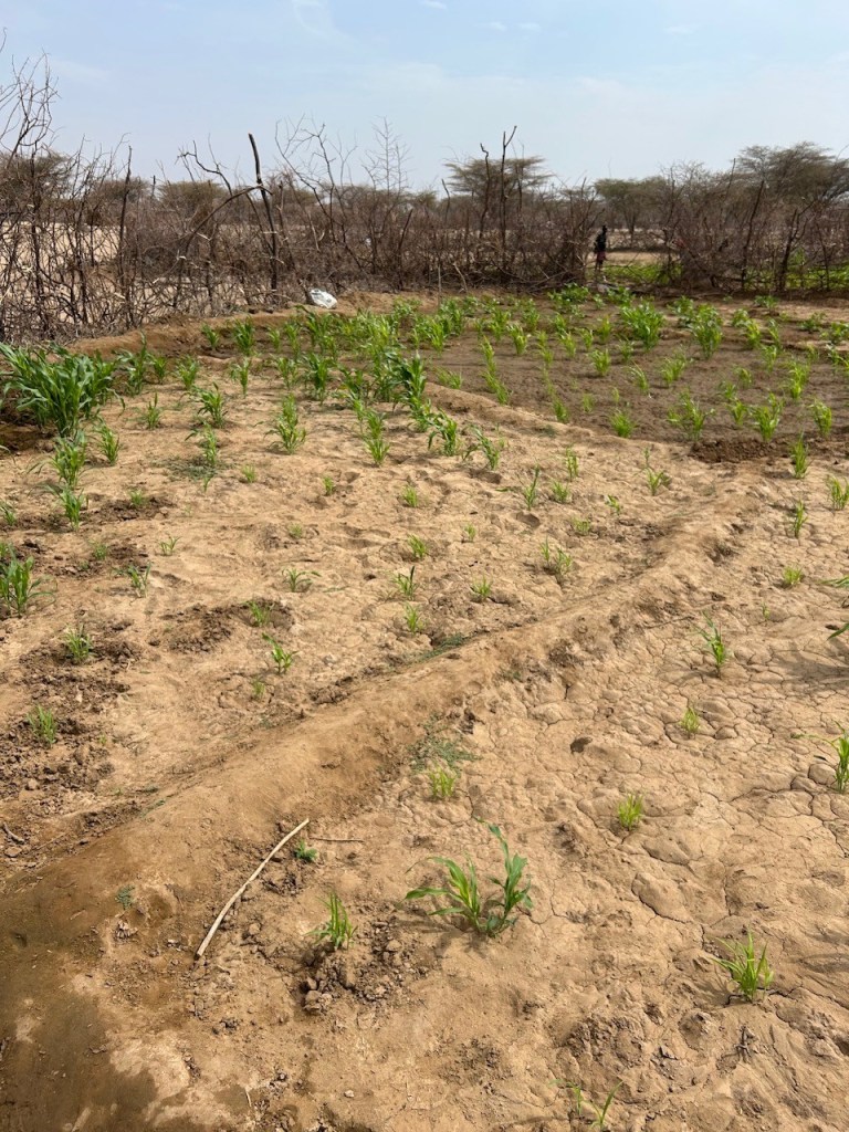 Traditional sorghum management in Turkwel, Kenya.